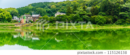 新鮮的綠色Su訪池塘全景[長崎縣雲仙市] 115126138
