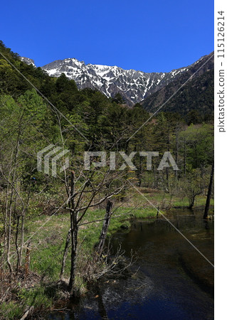 Fresh greenery in Kamikochi: Hotaka mountain range and Dakezawa marshland 115126214