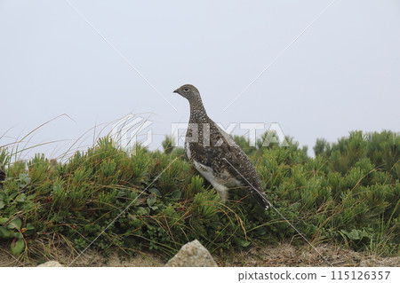 The ptarmigan that inhabits the summit of Mt. Yumiori in the Northern Alps [September] 115126357