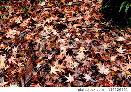 A carpet of autumn leaves in the Nibukawa Valley in Imabari A carpet of autumn leaves in the Nibukawa Valley in Imabari 115126361