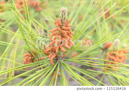 黑松雄蕊、雄花 黑松雄蕊、雄花 115126416