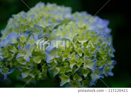 淡藍色和綠色的繡球花在黑夜中漂浮 淡藍色和綠色的繡球花在黑夜中漂浮 115126421