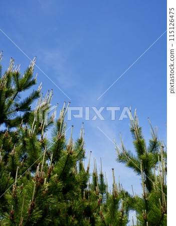 Pine tree growing against the blue sky Pine tree growing against the blue sky 115126475