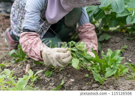 Senior woman picking spinach 115126506