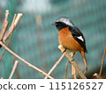 A male Daurian redstart standing on the tip of a branch, watching over someone with a gentle gaze. 115126527