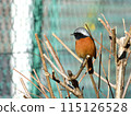 A male Daurian redstart standing on the tip of a branch, watching over someone with a gentle gaze. 115126528