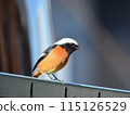 A male Daurian redstart staring into the distance with a sharp gaze from the top of a fence 115126529