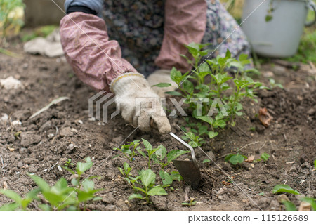 Senior woman weeding with a sickle Senior woman weeding with a sickle 115126689