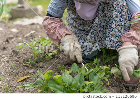 Senior woman weeding with a sickle Senior woman weeding with a sickle 115126690