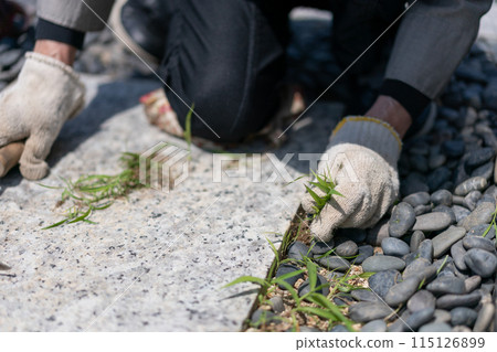 Grave weeding Grave cleaning 115126899