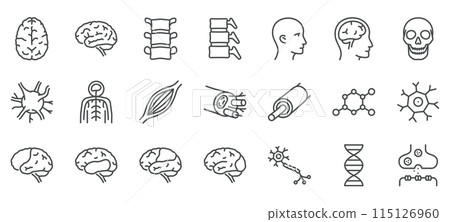Human Nervous System Icons Set. Illustrations of Brain, Spinal Cord, Neurons, Muscle Fibers, Skull, DNA, and Synapses. Linear Vector Pack. Human Nervous System Icons Set. Illustrations of Brain, Spinal Cord, Neurons, Muscle Fibers, Skull, DNA, and Synapses. Linear Vector Pack. 115126960