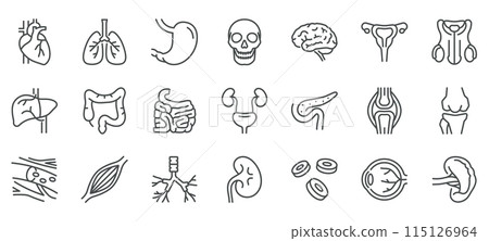 Internals Viscera Icons Set. Thin Line Illustrations of Human Internal Organs and Viscera. Editable Vector Signs Collection. 115126964