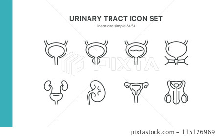 Urinary Tract Icon Set. Thin Line Illustrations of Kidneys, Bladder, Ureters, and Related Anatomical Structures. Editable Vector Signs Collection. Urinary Tract Icon Set. Thin Line Illustrations of Kidneys, Bladder, Ureters, and Related Anatomical Structures. Editable Vector Signs Collection. 115126969