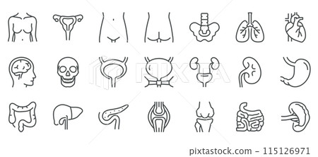 Woman Body Organs and Parts Vector Icons Set. Thin Line Illustrations of Female Anatomy - Brain, Skull, Heart, Lungs, Liver, Stomach, Kidney, Uterus, and Other Organs. Editable Linear Signs Collection 115126971