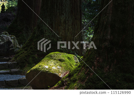 Mossy rocks on the approach to the inner shrine of Muroji Temple in Nara 115126990