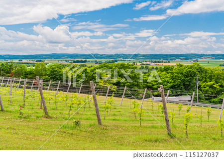 (Hokkaido) Ikeda Wine Castle Vineyard (Hokkaido) Ikeda Wine Castle Vineyard 115127037