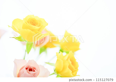 Colorful roses in bright yellow and pink Colorful roses in bright yellow and pink 115127079