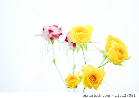 Colorful roses in bright yellow and pink Colorful roses in bright yellow and pink 115127081