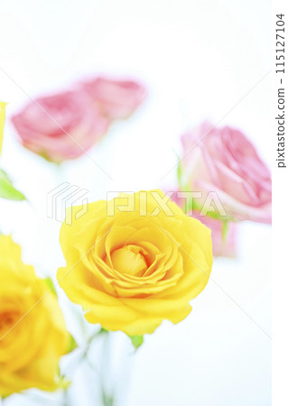 Colorful roses in bright yellow and pink 115127104
