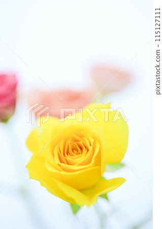 Colorful roses in bright yellow and pink Colorful roses in bright yellow and pink 115127111