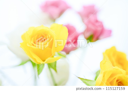 Colorful roses in bright yellow and pink Colorful roses in bright yellow and pink 115127159