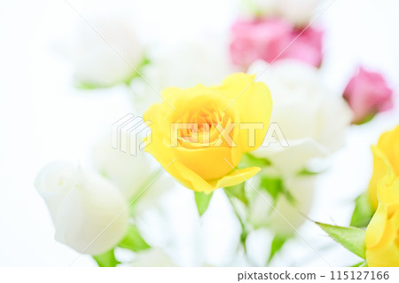 Colorful roses in bright yellow and pink 115127166