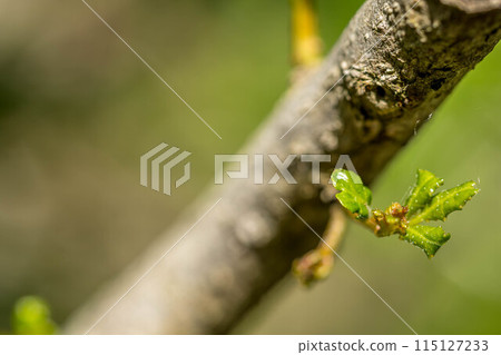 Sansho buds ~ the season of fresh greenery ~ 115127233