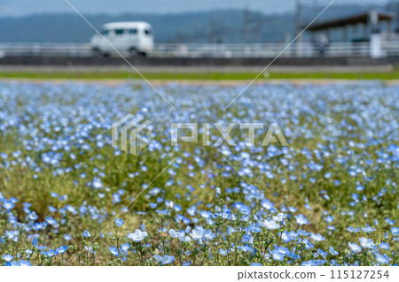 Blue nemophila blooming all over the fields near Oizumi Station in Inabe City, Mie Prefecture 115127254