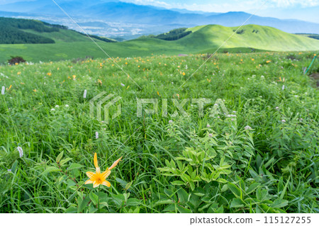 Yellow day lily flowers and mountain ranges on Kurumayama Plateau in summer, Chino City, Nagano Prefecture 115127255
