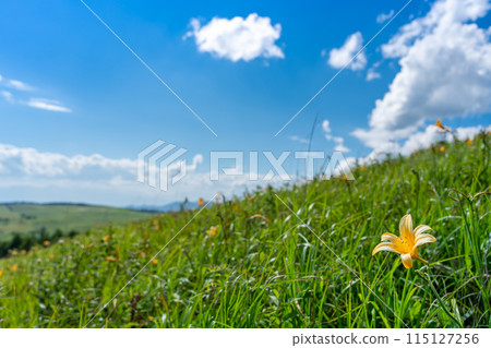 長野縣茅野市車山高原夏季的黃黃花菜 115127256