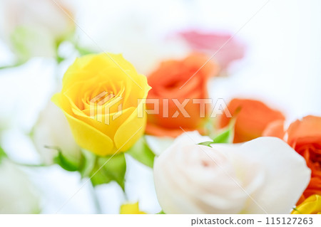 Bright colorful rose flowers Bright colorful rose flowers 115127263