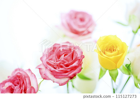 Bright colorful rose flowers Bright colorful rose flowers 115127273