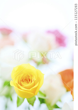 Bright colorful rose flowers Bright colorful rose flowers 115127283