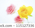 Bright colorful rose flowers 115127336