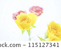 Bright colorful rose flowers 115127341