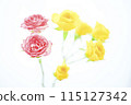 Bright colorful rose flowers 115127342
