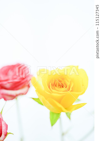Bright colorful rose flowers 115127345