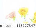 Bright colorful rose flowers 115127347