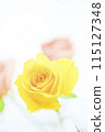 Bright colorful rose flowers 115127348