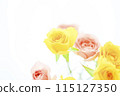 Bright colorful rose flowers 115127350