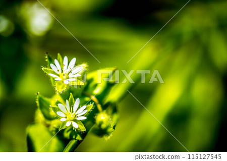 Small white flowers of spring - chickweed Small white flowers of spring - chickweed 115127545
