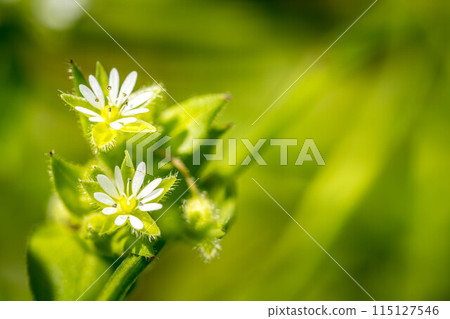 Small white flowers of spring - chickweed Small white flowers of spring - chickweed 115127546