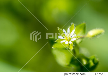 Small white flowers of spring - chickweed 115127548