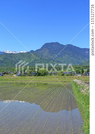 五月在安曇野鄉村和北阿爾卑斯山 115127716