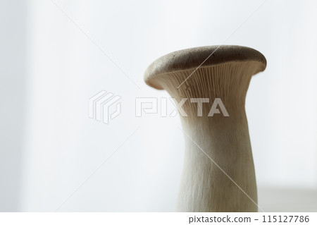 Backlit king oyster mushrooms 115127786