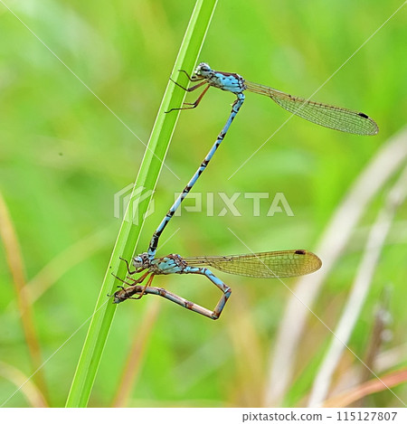 Hosomiotsunentonbo 115127807