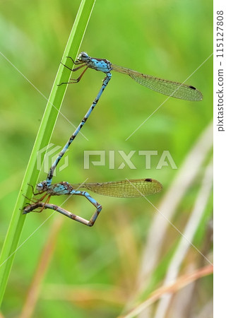 Hosomiotomenthumbo 115127808