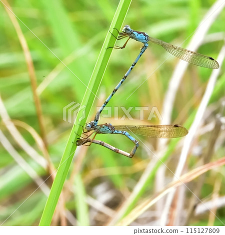 Hosomiotsunentonbo 115127809