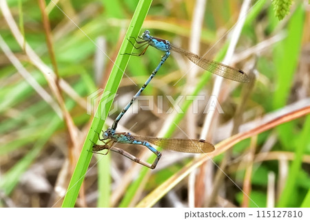 Hosomiotsunentonbo 115127810