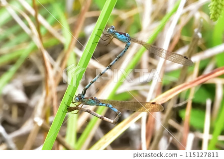 Hosomiotsunentonbo 115127811